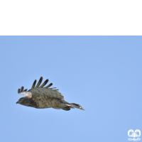 گونه عقاب مارخور Short-toed Eagle